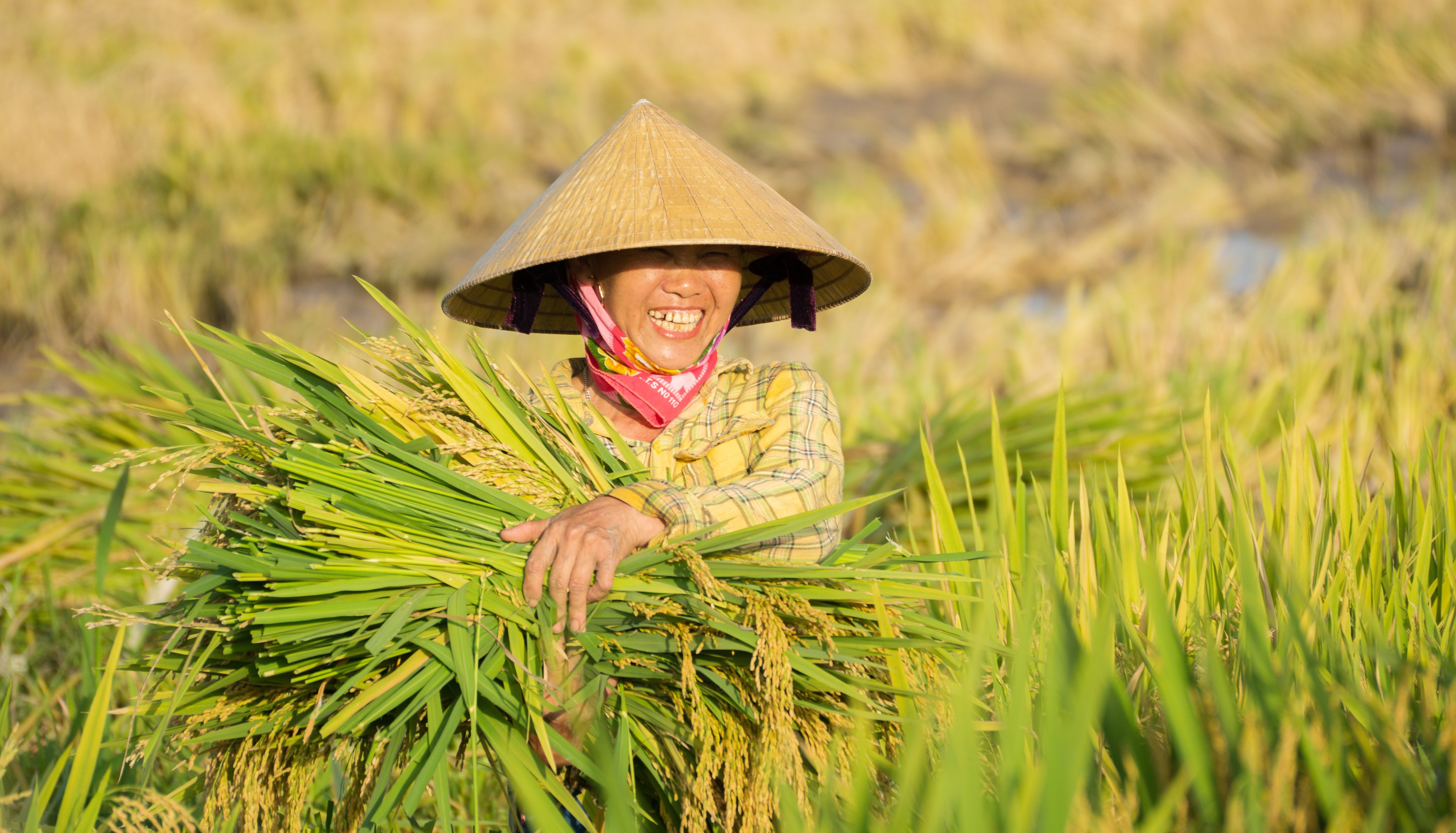 Người nông dân Việt Nam chăm sóc cây trồng